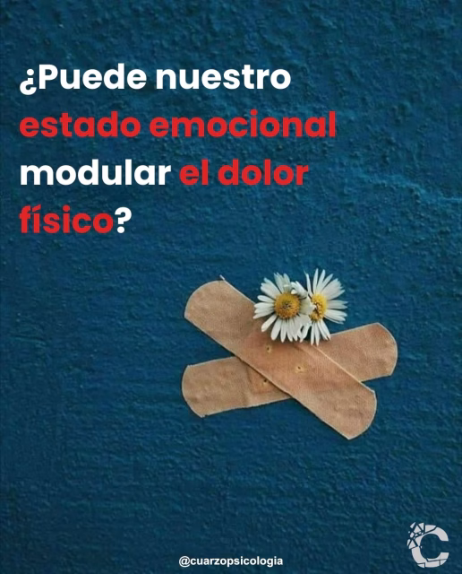 🌺 No sé si habrás escuchado alguna vez que la risa alivia del dolor físico. O si te habrás preguntado si hay alguna relación entre estar triste y sentir molestias o dolor corporal. El caso es que sí: resulta que nuestros estados emocionales forman parte de nuestra experiencia del dolor… aunque con matices.

No es lo mismo nociocepción (el proceso neurofisiológico que envía las señales de dolor) que dolor. Sentir dolor, además de ser una experiencia sensorial, también implica una experiencia emocional. 

Hasta aquí, puede sonar obvio: el dolor no nos es agradable, y preferimos evitarlo cuando se presenta. Y este aprendizaje está mediado, efectivamente, por las emociones displacenteras que aparecen ante el daño físico. Ahora bien, ¿qué ocurre cuando uno ya se siente mal? O, por el contrario, si estamos relajados, o emocionados. Lo que nos duele, ¿duele igual?

📊Pues esto es lo que nos indica la evidencia científica: resulta que distintas emociones pueden influir en la señal de dolor; bien favoreciendo la respuesta analgésica del propio cuerpo, o bien interfiriendo en la misma. Hasta el momento, se ha visto que las emociones agradables parecen favorecer dicha analgesia, mientras que el enfado o la tristeza disminuyen su efecto.

Pero esto no significa, sin embargo, que las emociones desagradables aumenten nuestra sensación de dolor. Más bien, todo parece indicar que la presencia de afecto positivo beneficia la regulación del dolor, mientras que el afecto negativo no tiene este efecto. No obstante, sentir tristeza o estar estresado no amplifican, necesariamente, la respuesta de dolor.

Una vez más, nuestro sistema nervioso nos demuestra cómo algo tan necesario como el dolor es, en realidad, una respuesta calibrada, compleja y con mucho más por descubrir.

#psicología #cuarzopsicología #saludmental #dolor #emoción